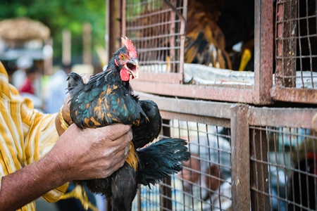 Man holding Chickens or hens on sale at Juna Bazaar in Pune