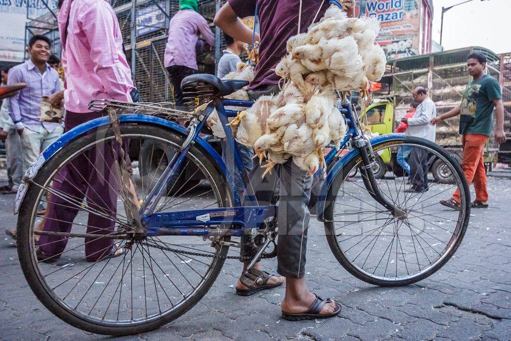 Broiler chickens raised for meat being carried upside down on a bicycle by Crawford meat market in Mumbai