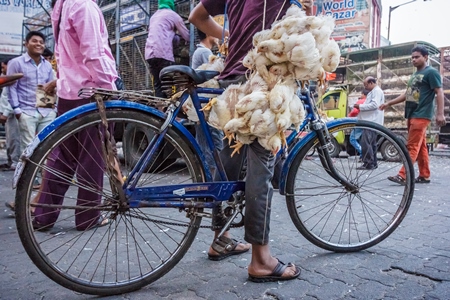 Broiler chickens raised for meat being carried upside down on a bicycle by Crawford meat market in Mumbai