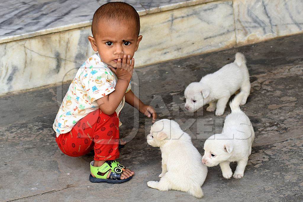 Small boy with cute small white puppies