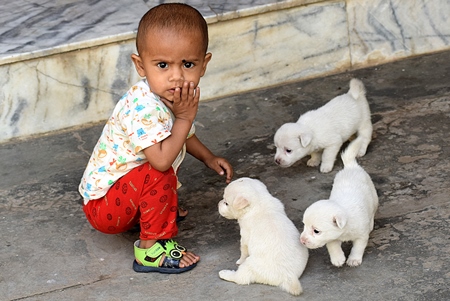 Small boy with cute small white puppies