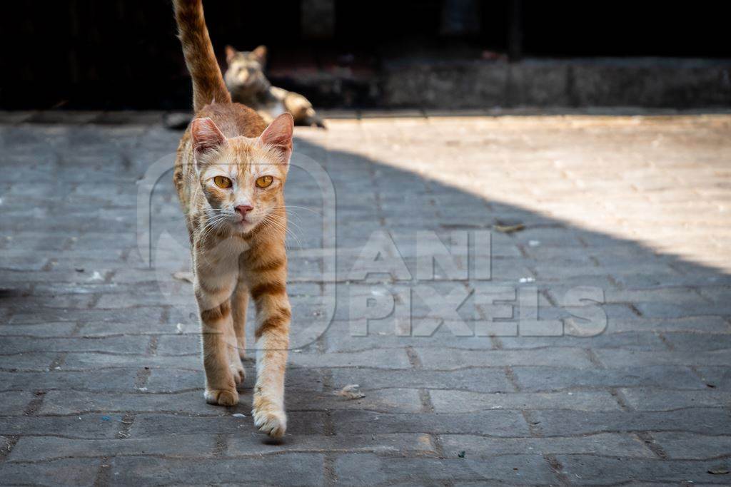 Street cats in an urban city in Maharashtra