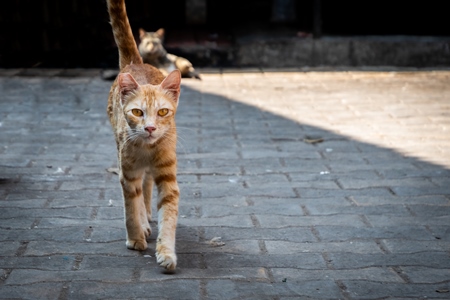Street cats in an urban city in Maharashtra