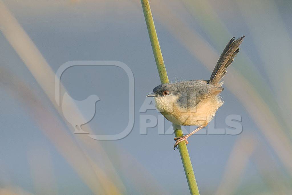 Ashy wren warbler clinging to a stalk