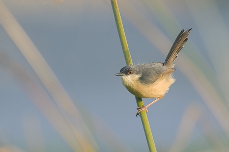 Ashy wren warbler clinging to a stalk