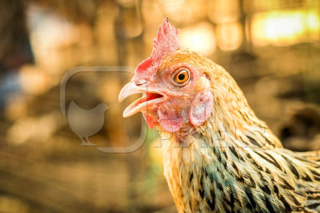 Chickens on sale at a market