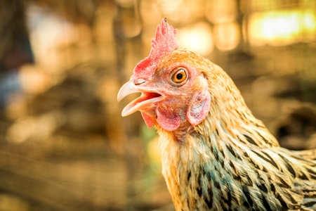 Chickens on sale at a market