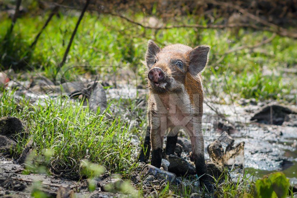 Indian feral piglet on wasteland next to a garbage dump in a city in Maharashtra, India, 2022