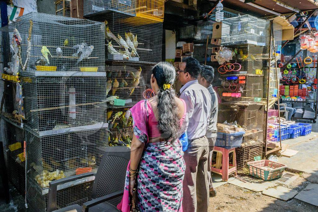 People looking at cockatiels or budgerigars in cage on sale at Crawford pet market