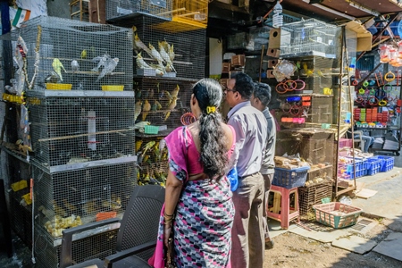 People looking at cockatiels or budgerigars in cage on sale at Crawford pet market