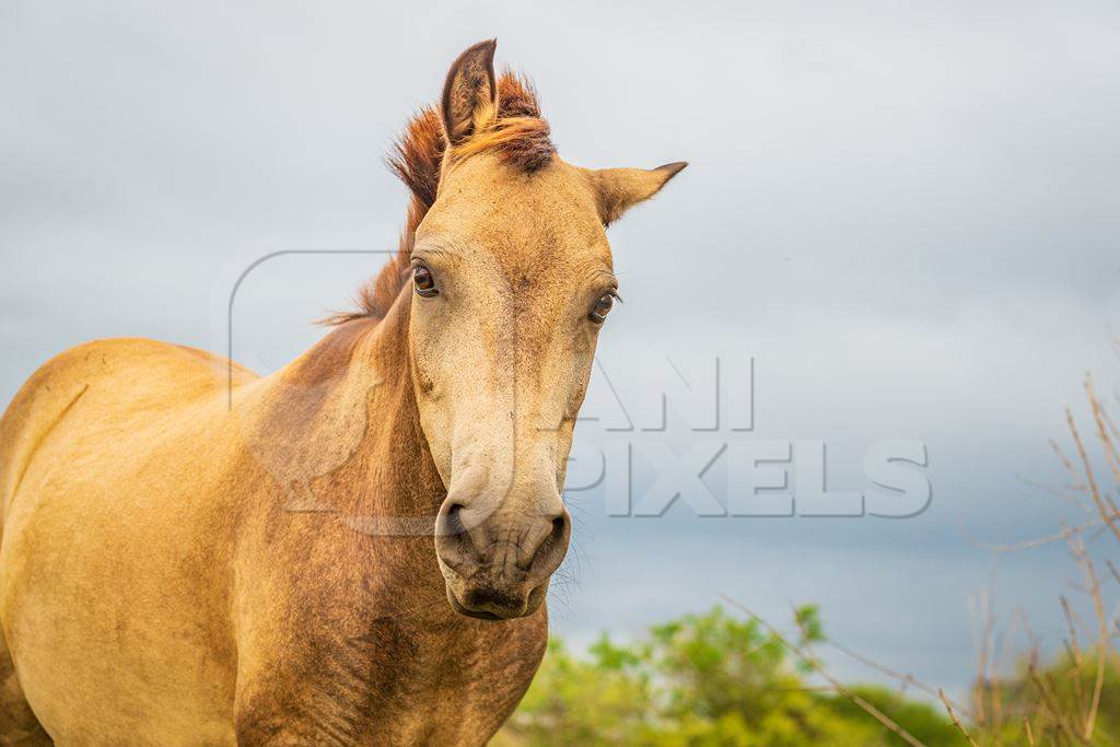 Indian horse used for animal labour by nomads grazing in a field on the outskirts of a city in Maharashtra, India, 2021