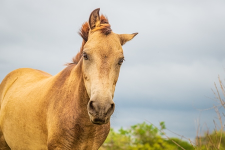 Indian horse used for animal labour by nomads grazing in a field on the outskirts of a city in Maharashtra, India, 2021