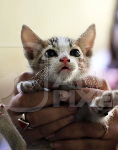 Cute small kitten held in hands and kept as pet