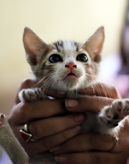 Cute small kitten held in hands and kept as pet