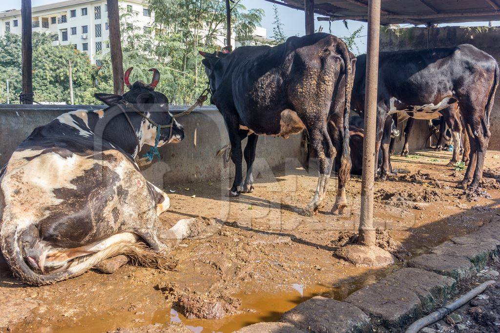 Dairy cows in a dirty stall in an urban dairy