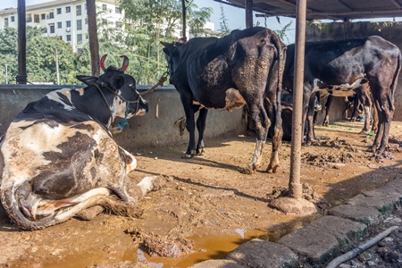 Dairy cows in a dirty stall in an urban dairy