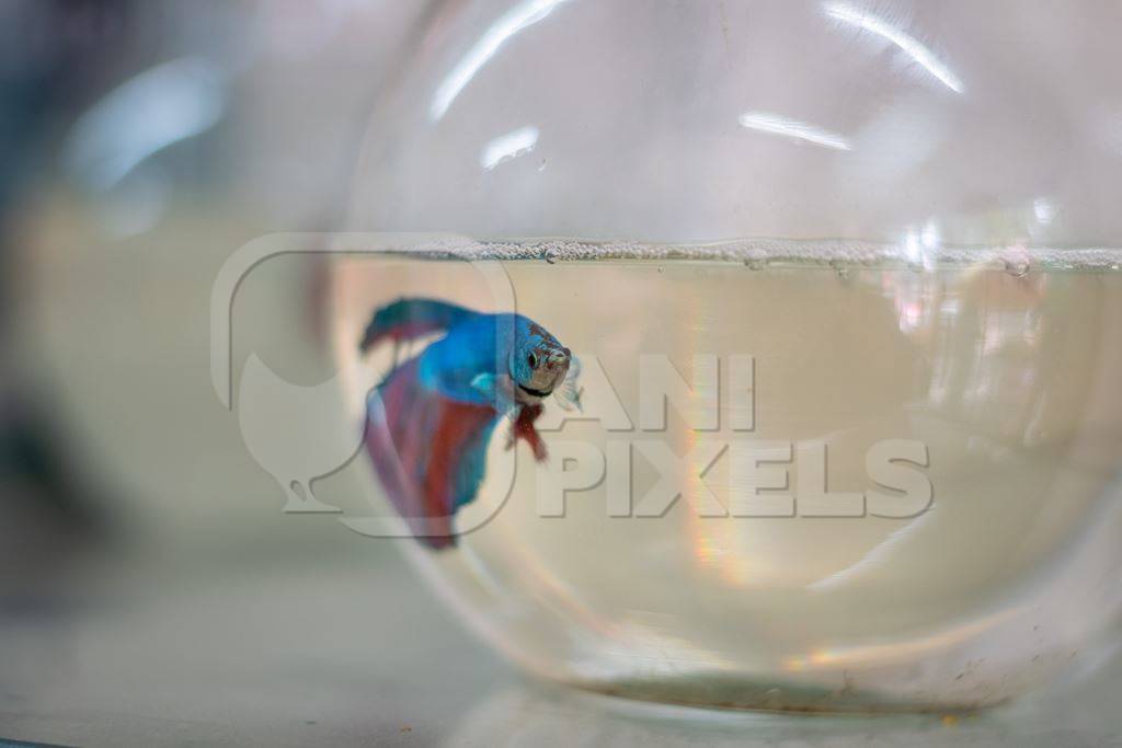 One lonely betta fish or siamese fighting fish in a small fishbowl or goldfish bowl on sale as a pet animal in pet shop in Pune, India
