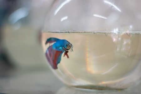 One lonely betta fish or siamese fighting fish in a small fishbowl or goldfish bowl on sale as a pet animal in pet shop in Pune, India