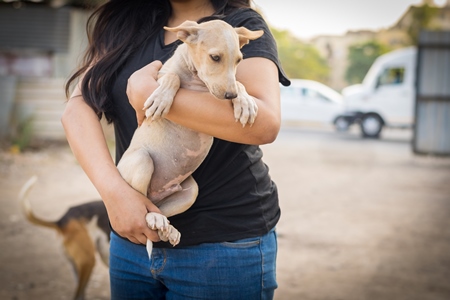 Animal rescue volunteer carrying Indian stray puppy dog or street puppy dog, India