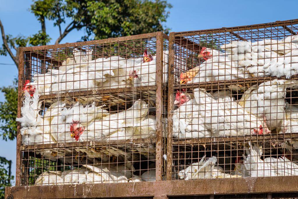 Broiler chickens packed onto at truck being transported to slaughter in an urban city