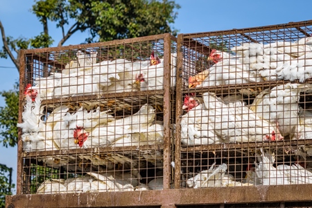 Broiler chickens packed onto at truck being transported to slaughter in an urban city