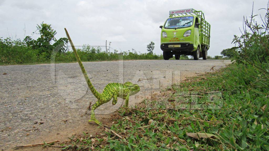 Green chameleon on the road side