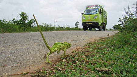 Green chameleon on the road side