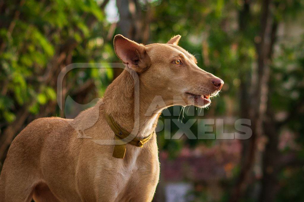Indian stray or street dog in urban city with green background in Maharashtra, India, 2021