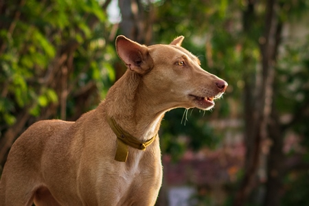 Indian stray or street dog in urban city with green background in Maharashtra, India, 2021