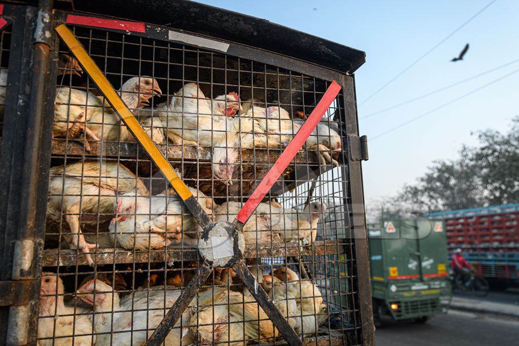 Indian broiler chickens packed tightly in cages on a small transport truck at Ghazipur murga mandi, Ghazipur, Delhi, India, 2022