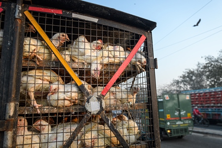 Indian broiler chickens packed tightly in cages on a small transport truck at Ghazipur murga mandi, Ghazipur, Delhi, India, 2022