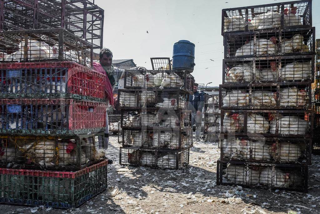 Indian broiler chickens packed into small dirty cages or crates at Ghazipur murga mandi, Ghazipur, Delhi, India, 2022