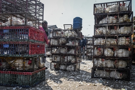 Indian broiler chickens packed into small dirty cages or crates at Ghazipur murga mandi, Ghazipur, Delhi, India, 2022