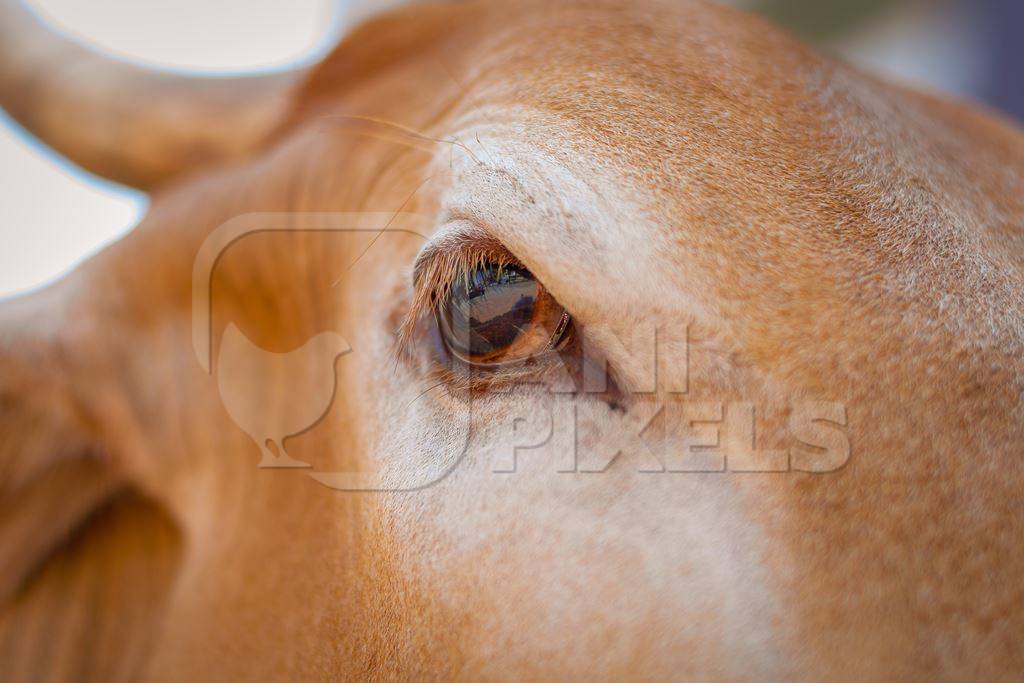 Close up of eye of Indian street cow or bullock