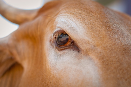 Close up of eye of Indian street cow or bullock