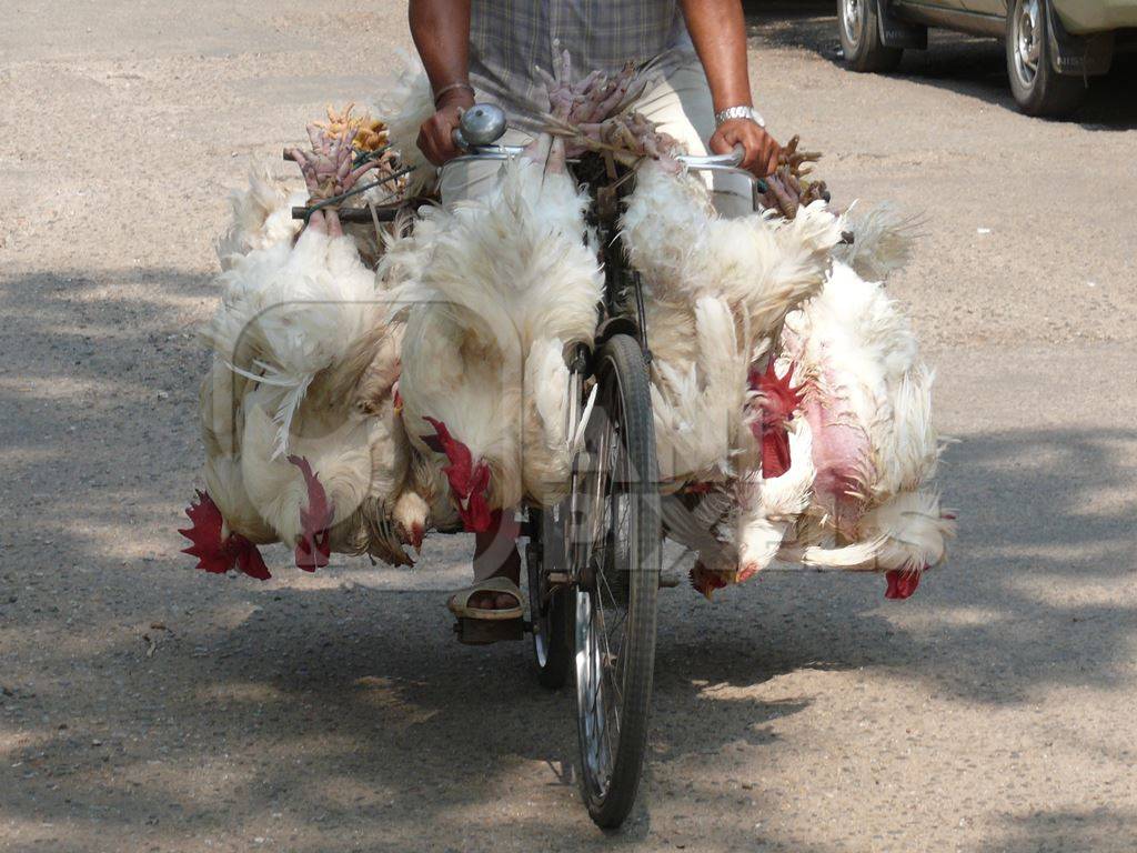 White chickens being transported on bicycle upside down