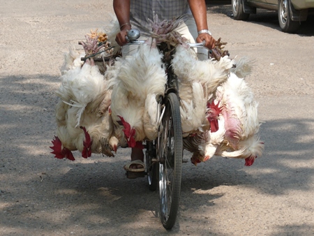 White chickens being transported on bicycle upside down