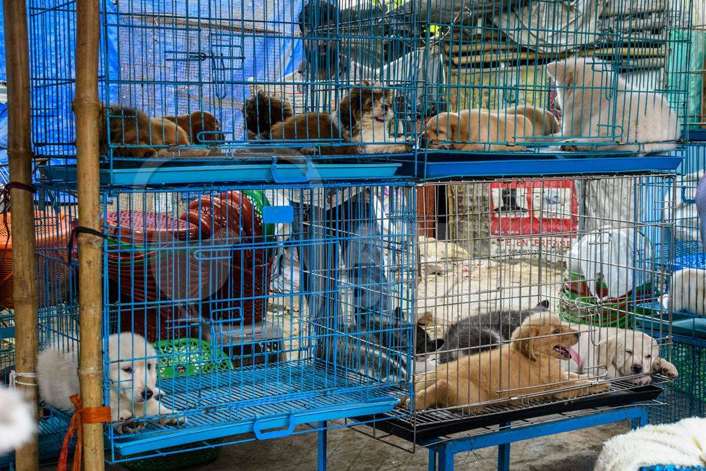 Pedigree or breed puppy dogs on sale in cages on the street by dog sellers at Galiff Street pet market, Kolkata, India, 2022