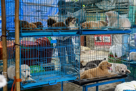 Pedigree or breed puppy dogs on sale in cages on the street by dog sellers at Galiff Street pet market, Kolkata, India, 2022