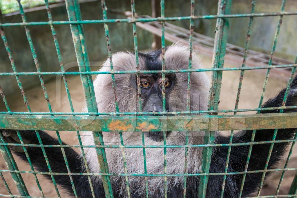 Solo Lion tailed macaque monkey held captive in a barren cage in captivity at Thattekad mini zoo