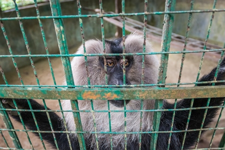 Solo Lion tailed macaque monkey held captive in a barren cage in captivity at Thattekad mini zoo