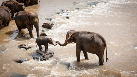 Elephant family helps baby across river