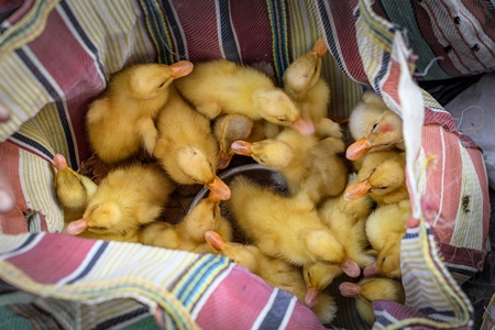 Bag or sack full of yellow baby ducks or ducklings on sale at Galiff Street pet market, Kolkata, India, 2022