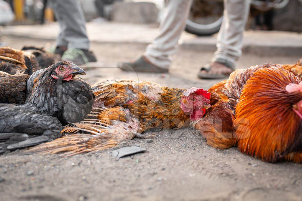 Indian chickens tied together on the pavement for sale at Wagholi bird market, Pune, Maharashtra, India, 2024