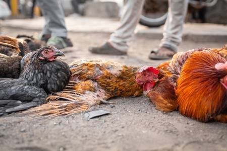 Indian chickens tied together on the pavement for sale at Wagholi bird market, Pune, Maharashtra, India, 2024