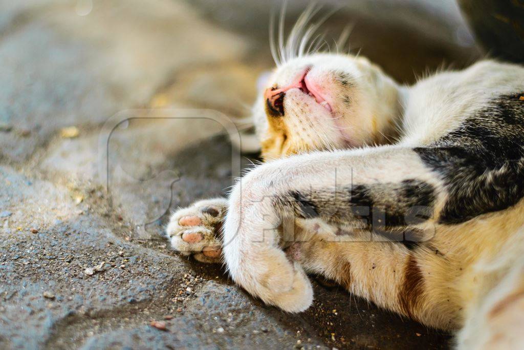 Tortoiseshell and white multicoloured street cat sleeping on street in Mumbai