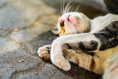 Tortoiseshell and white multicoloured street cat sleeping on street in Mumbai