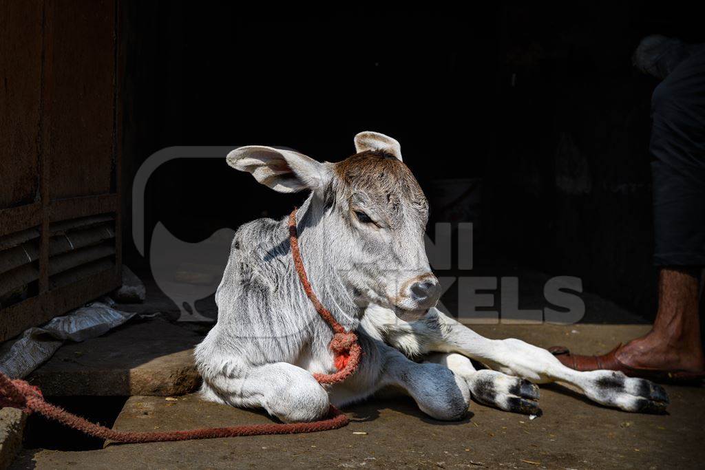 Indian dairy cow calf tied up in small urban tabela, Ghazipur Dairy Farm, Delhi, India, 2022