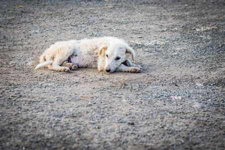 Small cute stray street puppy on the road in an urban city