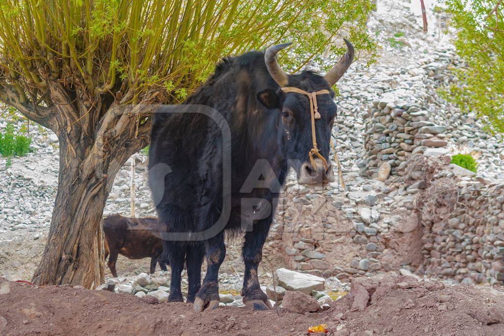 Large Indian yak on a dairy farm in the mountains of the Himalayas near Leh in Ladakh in India